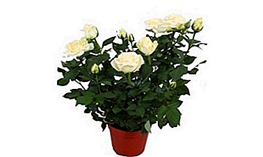 Sorten von reizendem Rosenmix. Merkmale des Wachstums und der Pflege einer Blume zu Hause