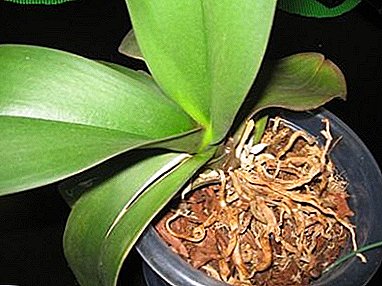 We reanimate orchid leaves: why the plate cracks and what should be done while doing this?
