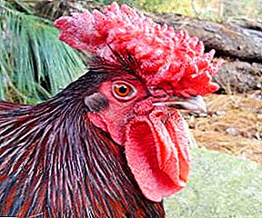 Seltene englische Hühnerzucht - Rotkappen