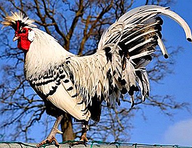 A raça de frango mais rara vem da Suíça - Appenzeller