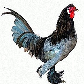 تولد نادر يأتي من هولندا - بريدا الدجاج