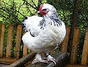 Rare breed with good performance - Sundaymer chickens