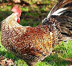 Rare breed with many virtues - Arskhotts chickens
