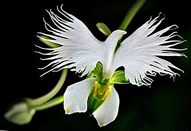 Seltene und ungewöhnliche Orchideenarten - Beschreibung und Foto