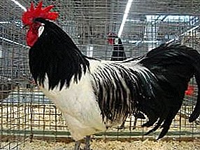 Sjeldne fugler med en uvanlig farge - Lakenfelder kyllinger