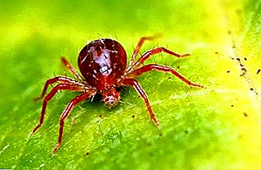 Rekommendationer om hur man hanterar spindmider på inomhus- och trädgårdsväxter