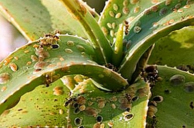 Preporuke kako se nositi sa štitom na sobnim biljkama; fotografiju štetočina