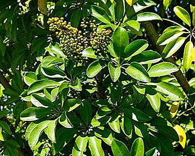 Empfehlungen für die häusliche Pflege der Pflanze "Schefflera Tree"