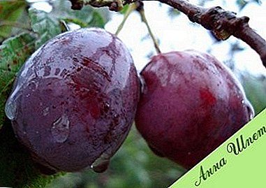 The record for productivity - plum varieties "Anna Shpet"