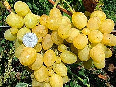 Récord de productividad - uvas "Pervozvanny"