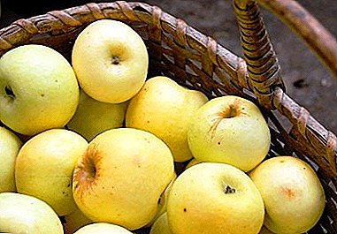 Rekod untuk produktiviti - jenis pokok apel "Antonovka biasa"
