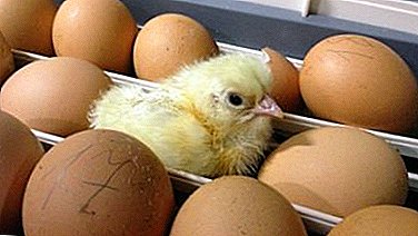 Mod de incubare a ouălor de pui: instrucțiuni detaliate, precum și tabele cu temperatură optimă, umiditate și alți factori pe zi