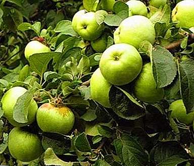 Vejledning til gartneren: Hvilke vintervarianter af æbler, der opbevares til foråret, kan dyrkes?
