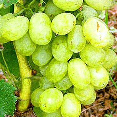 Romanian grapes with high consumer qualities - “Viva Aika”