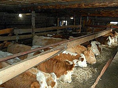 ¿Cómo empezar a criar toros para la carne como negocio? Características y organización del caso.