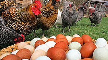 איזה מחלות של כל תרנגולות מטילות יכול להיות כל מגדל עופות?