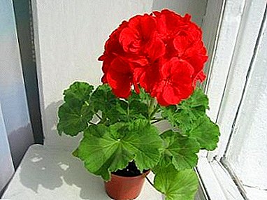 Garden beauty geranium rouge sang: description et propriétés médicinales, variétés, culture et soin de la fleur