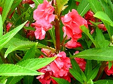 Garden Balsam: Secrets of planting, care and cultivation with clear photos