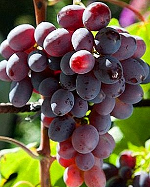 Garden handsome with excellent taste - the grape variety "Nizina"