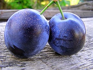Délicatesse du jardin - variété de prune "Bogatyrskaya"