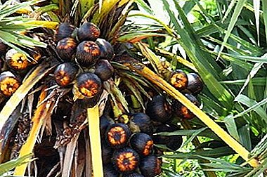 Sugar palm Gomuti - a tropical guest in your home!
