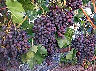 «Самарський», «Новочеркаський», «Супер-ранній» - такий різний виноград «Аметист»