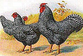 The most ancient American breed of chickens - Dominic