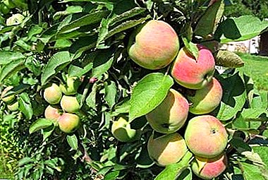 Kaunein lajike omenapuu - Solntsedaran taimet