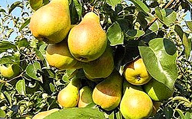De allereerste peer die u fruit zal schenken, is Skorospelka uit Michurinsk