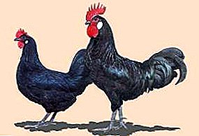 The most rare Spanish breed of chickens - Castellana black