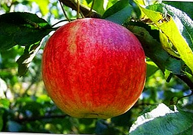 Най-плодородните от зимата Харди сортове - ябълка Shtriepel