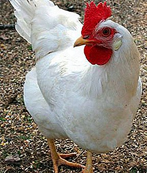 A raça mais produtiva e popular na Rússia são as galinhas Leggorn.