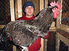 As maiores galinhas do mundo com excelente carne de raça gigante Jersey