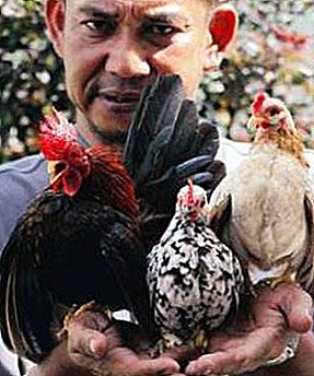 The smallest chickens in the world - Malaysian seram