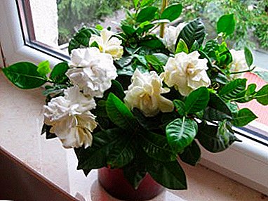 The most common diseases of gardenia and methods of dealing with them