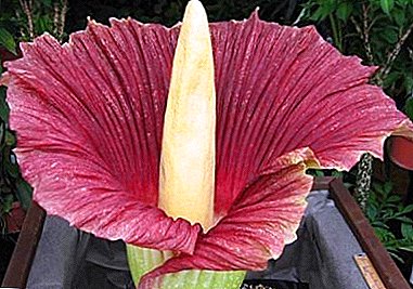 The largest flower in the world Titanic Amorphophallus