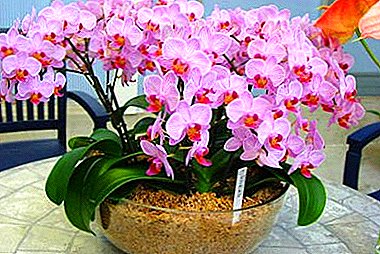 La più antica epifita del mondo: da dove viene l'orchidea, e il fiore ha bisogno di protezione e come prendersene cura?