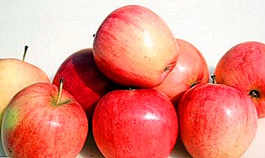 أفضل تشكيلة شتوية من أشجار التفاح - ذكرى موسكو