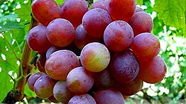 De meest populaire druivensoort onder liefhebbers - "Briljant"