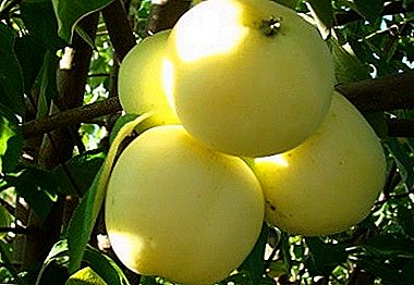 The most common in Europe variety of apple trees - Papirovka