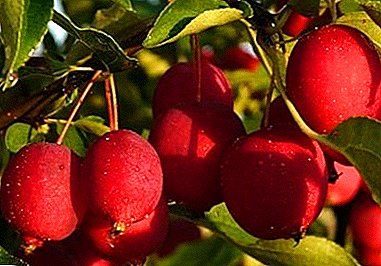 Variasi paling lezat di dunia Pohon apel Panjang (Cina)