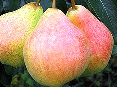 The most popular variety in Russia is the pear in memory of Yakovlev