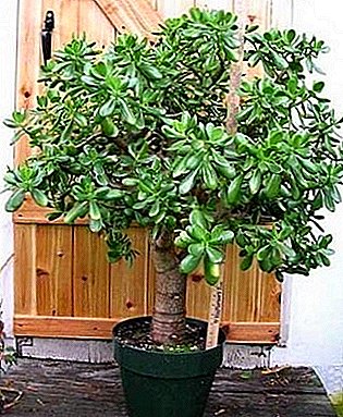 De meest voorkomende thuisplant is Papyanka Treelike