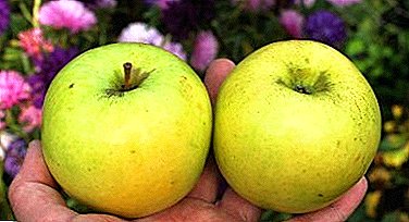 Samoplodny obuolių veislės - Bryansk Golden