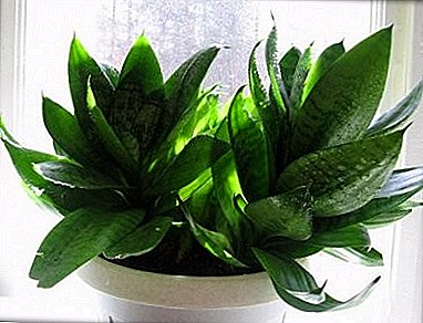 Sansevieria: the benefits and harm, healing properties
