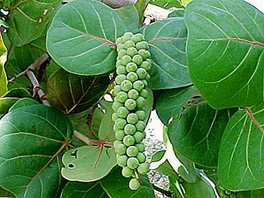 Essbare Traube Kokkoloba Berry: Beschreibung und Foto