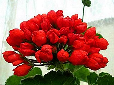 Secretos del correcto cultivo del tulip pelargonium Red Pandora.