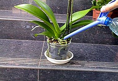 Hemmeligheder om pleje: Hvordan vandner orkidéen, hvis blomsten vokser hjemme i en gryde eller en gryde?