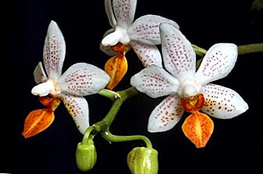 Secretos de la atención domiciliaria para la mini marca phalaenopsis.