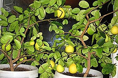 Geheimen van zelfgemaakte citroenverzorging in de winter